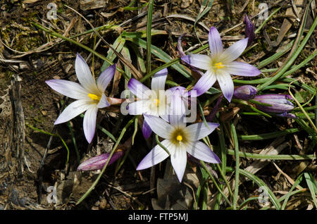 Romulea, Sand-Krokus Crocus-blättrig, Romulea Bulbocodium, Grazalema, Andalusien, Spanien. Stockfoto