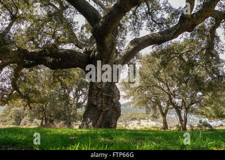 Riesige Kork-Eiche, Quercus Suber, im Naturschutzgebiet Park, Grazalema. Andalusien, Spanien. Stockfoto