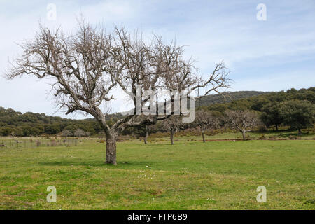 Europäische Birne, gemeinsame Birne, Pyrus Communis, im Winter Feld, Spanien Stockfoto