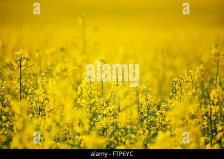 Frühling-Raps-Felder. Gelbe Blumen blühen Stockfoto