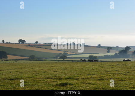 Am frühen Morgen Blick über die Howardian Hügel in der Nähe von Dorf von Gilling East im Spätsommer. Ryedale District, N.Yorkshire, England Stockfoto