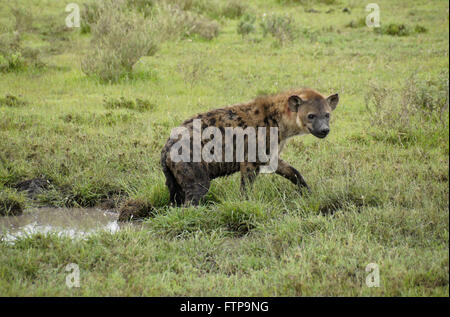 Gefleckte Hyäne aus Schlammloch, Ngorongoro Conservation Area (Ndutu), Tansania Stockfoto