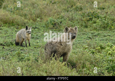 Hieb-eared Fuchs vorsichtig neugierige junge gefleckte Hyäne, Ngorongoro Conservation Area (Ndutu), Tansania Stockfoto