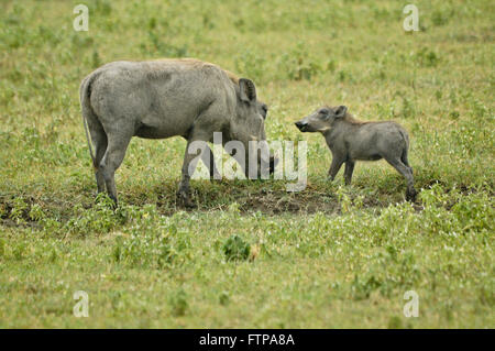 Weibliche Warzenschwein und junge Weiden, Ngorongoro Crater, Tansania Stockfoto