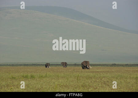 Großen Elefantenbullen Beweidung in Ngorongoro Crater, Tansania Stockfoto