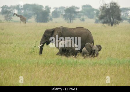 Elefantendame Weiden während Kälber spielen, Masai-Giraffe im Hintergrund, Serengeti Nationalpark, Tansania Stockfoto