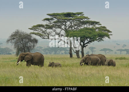 Elefanten und Kälber Weiden in der Nähe von Akazie, Serengeti Nationalpark, Tansania Stockfoto