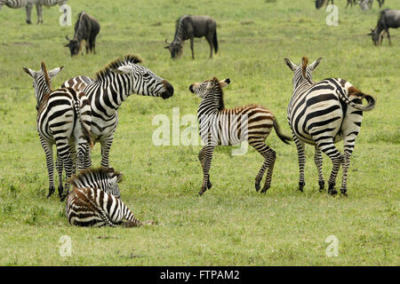Weibliche Zebra zurück Fohlen, die nicht ihre eigenen, Ngorongoro Crater, Tansania Stockfoto