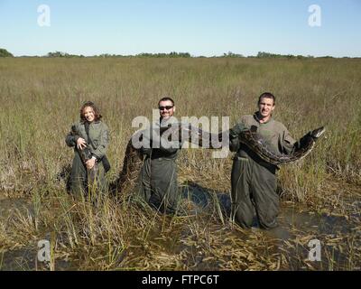 Universität von Florida Biologen halten eine riesige burmesischen Python mit einem Gewicht von 162 Pfund und mehr als 15 Fuß lang gefangen lebendig in den Everglades National Park 14. November 2009 in der Nähe von Homestead, Florida. Die Python ist eine invasive Art von Unfall eingeführt und nun im direkten Wettbewerb mit der Top-Räuber im Ökosystem Everglades. Stockfoto