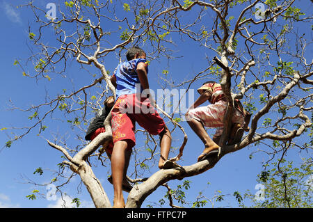 Jungen auf dem Baum beobachten behandeln Ox im Bezirk Ipueira Stockfoto