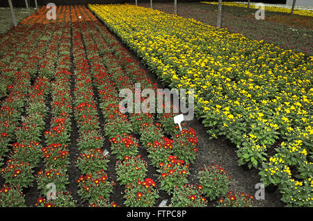 Anbau von Zierpflanzen Pflanzen Holambra - Indoor SP Stockfoto