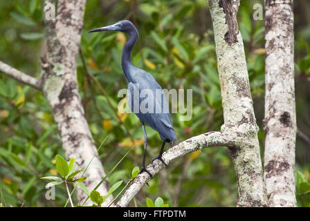 Little Blue Heron - Egretta Caerulea - in Mangroven Rio Itapanhau Stockfoto