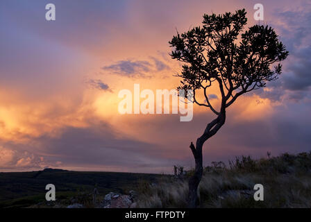 Von Sonne und Wolken Cerrado-Höhe in der Sierra Pombeiro Stockfoto