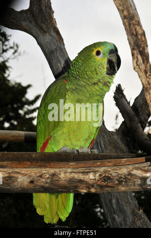 Blaue Fronted Amazon in der Serra Cipo - Amazon aestiva Stockfoto