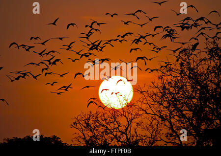 Herde von Reiher fliegen im Pantanal in der Dämmerung - Casmerodius albus Stockfoto