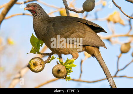 Aracua Sumpf im südlichen Pantanal - Ortalis canicollis Stockfoto