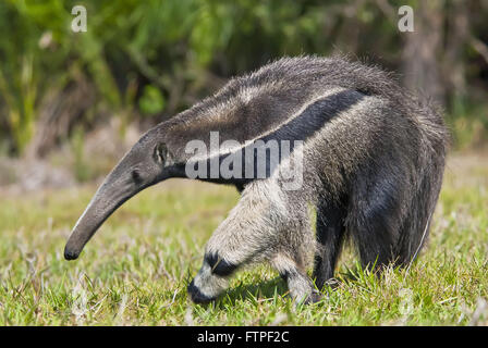 -Bedrohte Tiere vom Aussterben bedroht - Ameisenbär Myrmecophaga tridactyla Stockfoto