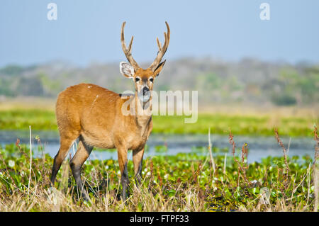 Hart-der Pantanal Feuchtgebiet - Blastocerus dichotomus Stockfoto