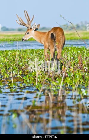 Hart-der Pantanal Feuchtgebiet - Blastocerus dichotomus Stockfoto