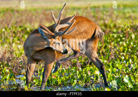 Hart-der Pantanal Feuchtgebiet - Blastocerus dichotomus Stockfoto