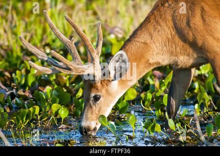 Hart-der Pantanal Feuchtgebiet - Blastocerus dichotomus Stockfoto