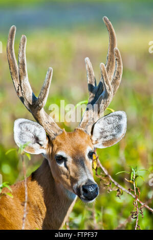 Hart-der Pantanal Feuchtgebiet - Blastocerus dichotomus Stockfoto