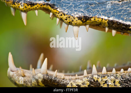 Offenen Quark-zu-Mund-Feuchtgebiet im südlichen Pantanal - Caiman Crocodilus yacare Stockfoto