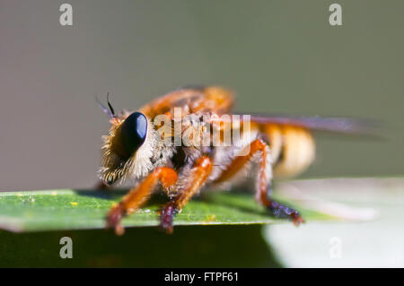 Biene Apis Mellifera im Pantanal Stockfoto