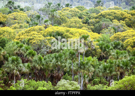 Buritizai und blühende Bäume in den Nationalpark Chapada Das Mesas Stockfoto