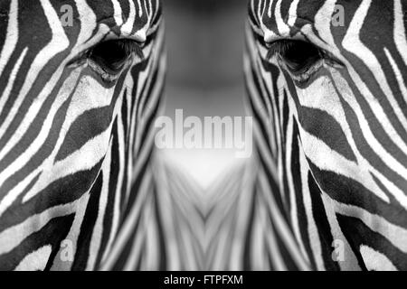 Monochromatisches Bild der einem das Gesicht von einem Grevy-Zebra. Spiegelnde Reflexion. Horizontal. Stockfoto