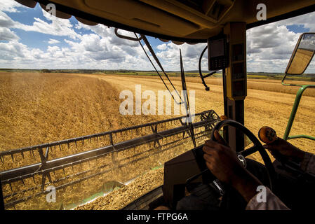 Arbeiter in der mechanisierten Holzernte Soja-Feld Stockfoto