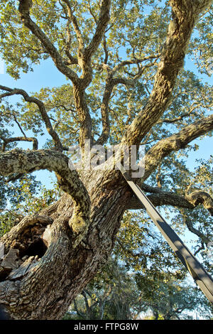 Coastal Live Oak, unterstützt von einem Eisenrahmen. Golf Von Mexiko. Stockfoto