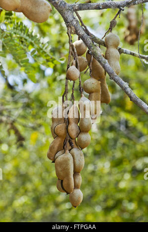 Beeren Tamarind - Tamarindus indica Stockfoto