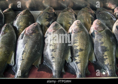 Fisch Tambaqui Verkauf am Stadtmarkt Stockfoto