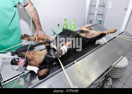 Hund auf dem OP-Tisch, in der Tierklinik entmannt Stockfoto