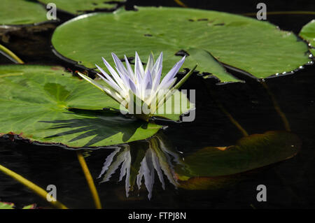 Seerose im Teich Sun Helvecio der Rio Doce State Park Stockfoto