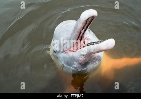 Boto-Pink oder rosa-rote Taste - Inia geoffrensis Stockfoto