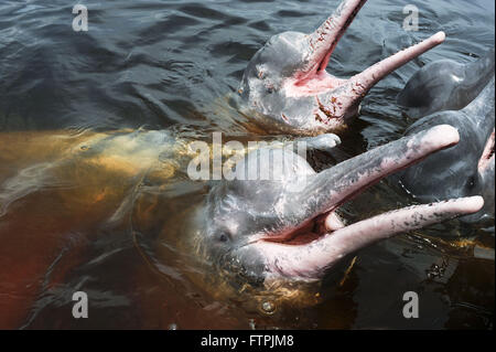 Boto-Pink oder rosa-rote Taste - Inia geoffrensis Stockfoto