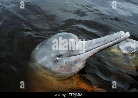 Boto-Pink oder rosa-rote Taste - Inia geoffrensis Stockfoto