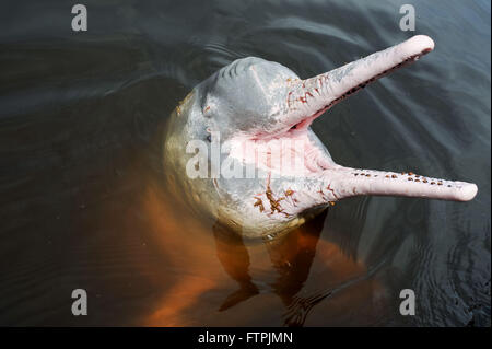 Boto-Pink oder rosa-rote Taste - Inia geoffrensis Stockfoto