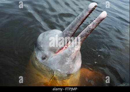 Boto-Pink oder rosa-rote Taste - Inia geoffrensis Stockfoto