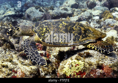 Unterwasser-Bilder auf die brasilianische Küste - Hawksbill Turtle - Eretmochelys imbricata Stockfoto