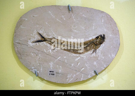 Fisch Fossil auf dem Display an das Museum von Paläontologie URCA regionale Universität von Cariri Stockfoto