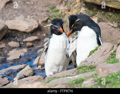 Rockhopper Penguins einen beaach Stockfoto