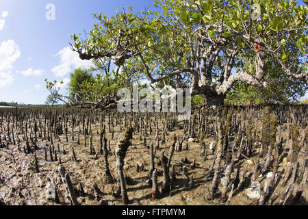 Mangroven in Baia de Todos os Santos Bucht - Reconcavo Baiano Stockfoto