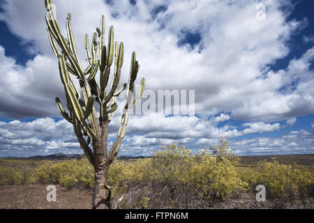 Mandacaru - Cereus Jamacaru - während der Dürre in das Hinterland von Bahia Stockfoto