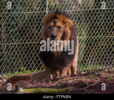 Männlichen afrikanischen Löwen in Gefangenschaft Stockfoto