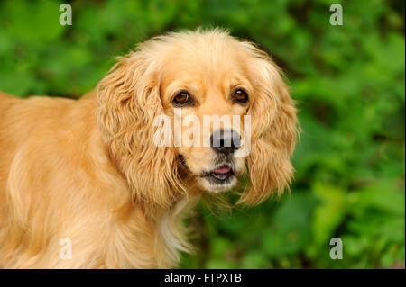 Cocker Spaniel ist eine Nahaufnahme eines schönen goldenen Cocker Spaniel Hund isoliert auf einem weichen Natur-Hintergrund. Stockfoto