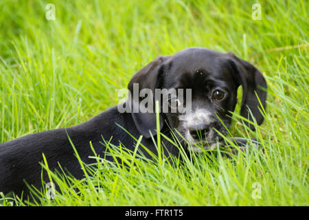 Schwarzen Beagle und Cocker Spaniel-mix Stockfoto