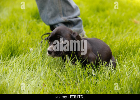 Schwarzen Beagle und Cocker Spaniel-mix Stockfoto